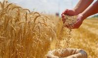 دولت به گندم یارانه می‌دهد؟
