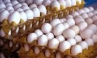 قیمت جدید تخم مرغ اعلام شد