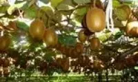 صادرات 21هزار تنی کیوی از مازندران