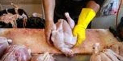 قیمت مرغ کاهش پیدا کرد