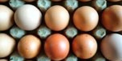تخم‌مرغ را بالاتر از این نرخ نخرید قیمت جدید هر کیلو تخم‌مرغ اعلام شد