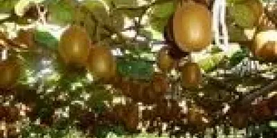 صادرات 21هزار تنی کیوی از مازندران