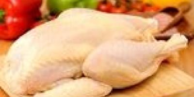 قیمت هر کیلو مرغ زنده چقدر شد؟