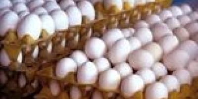 قیمت واقعی تخم‌مرغ چقدر است؟ مصرف روزانه ۳ هزار و ۳۰۰ تن تخم مرغ در تهران